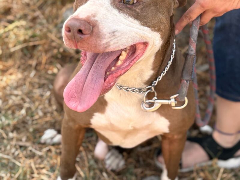 TYSON