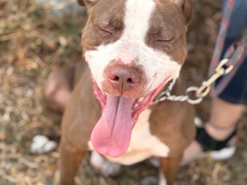TYSON