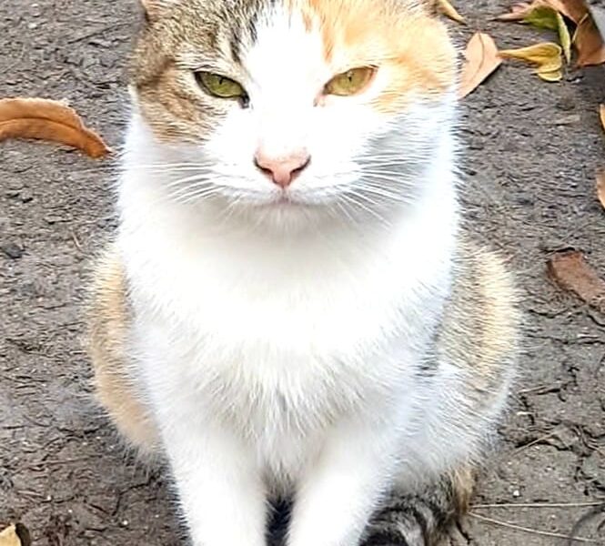 MAKY