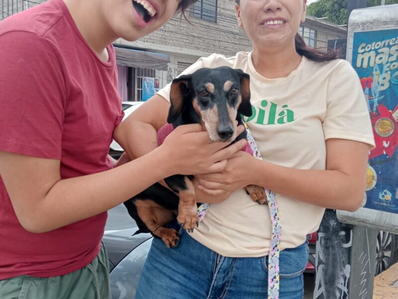 Salchis