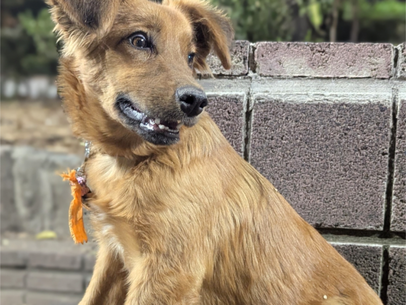 ALMENDRA