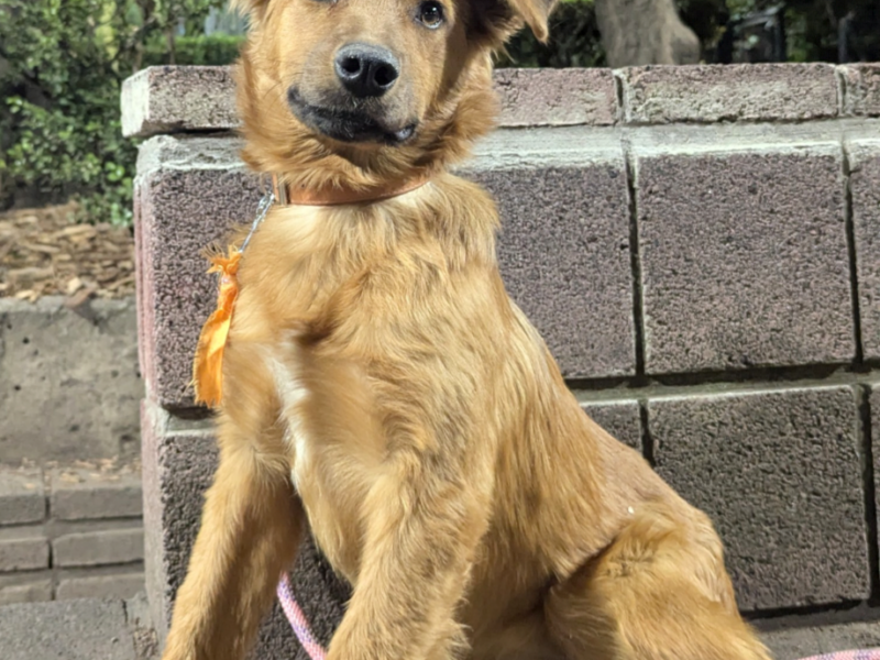 ALMENDRA