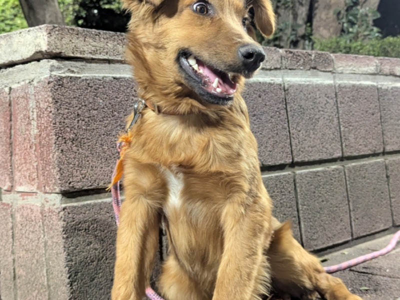 ALMENDRA