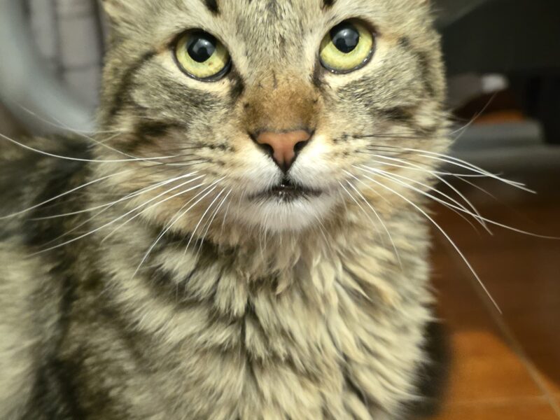 LOGAN