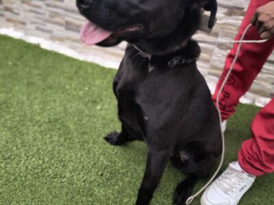 NEGRITA