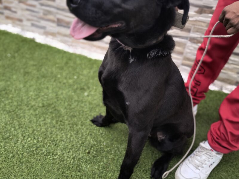 NEGRITA