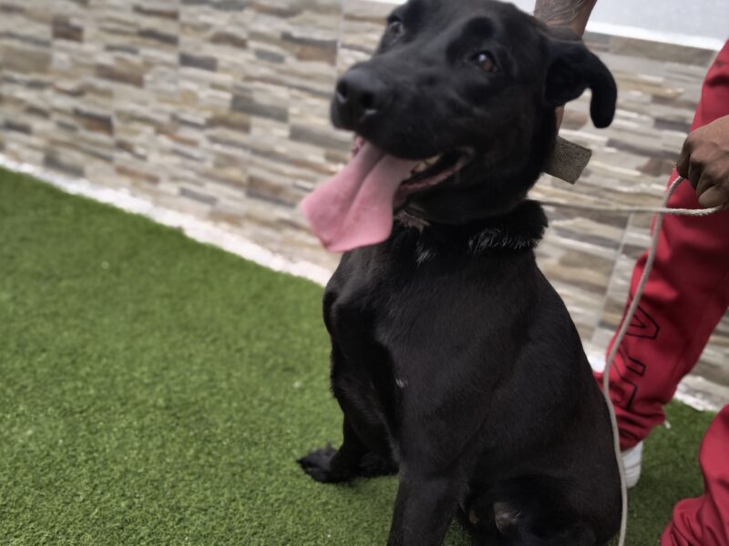 NEGRITA