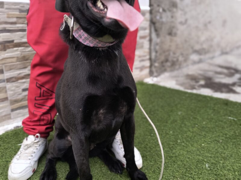 NEGRITA