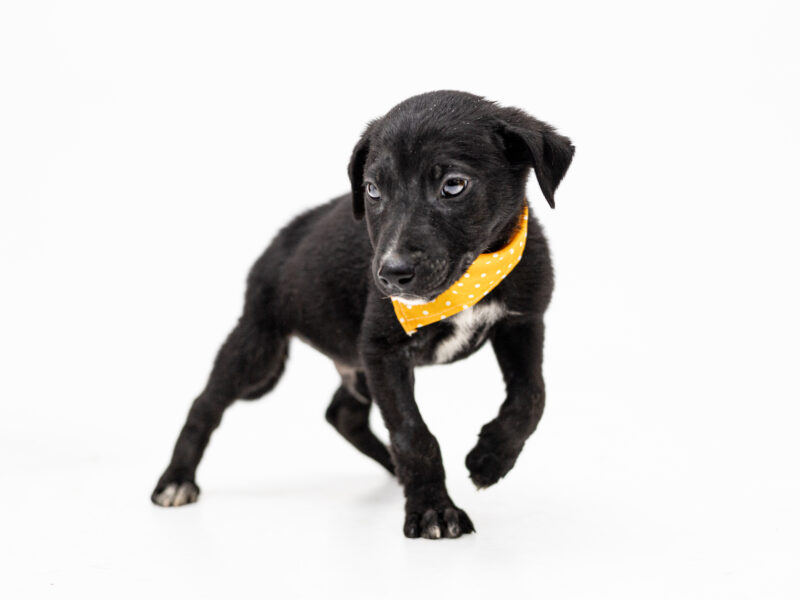 FRIJOLITO