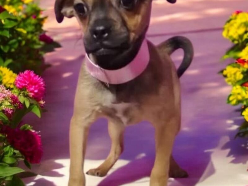 SOFI