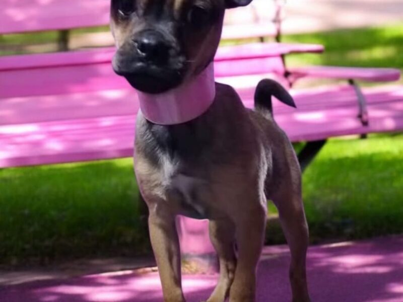 SOFI