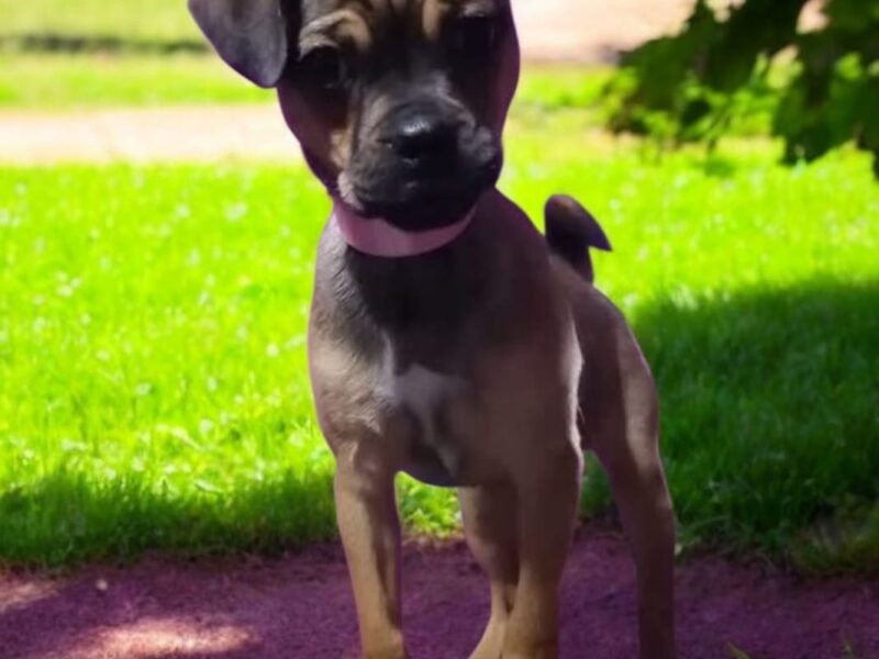 SOFI