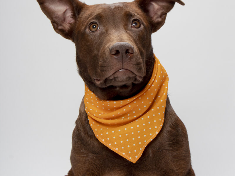CHOCOLATITA