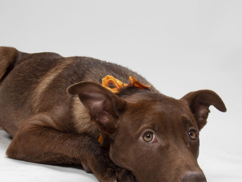 CHOCOLATITA