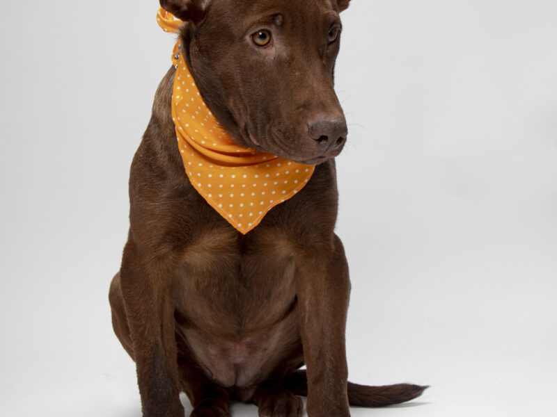 CHOCOLATITA