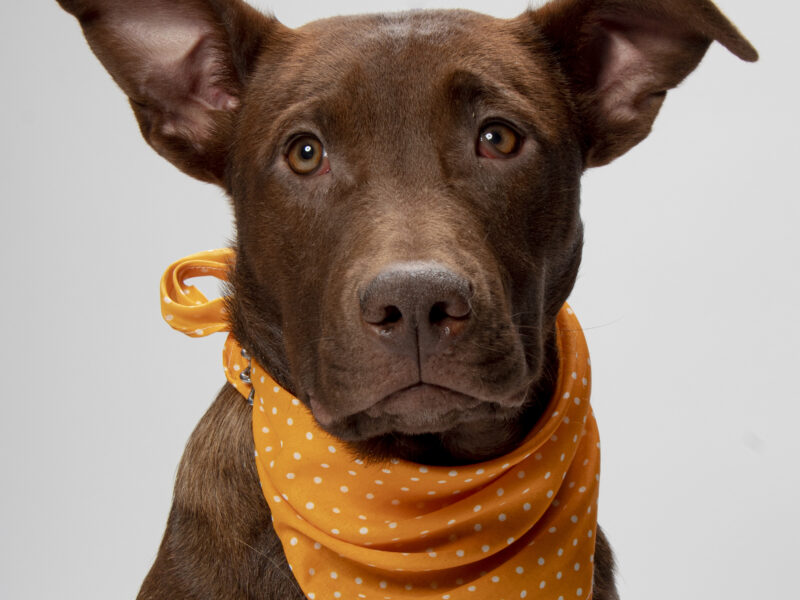 CHOCOLATITA