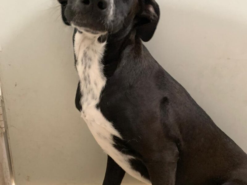 NALA