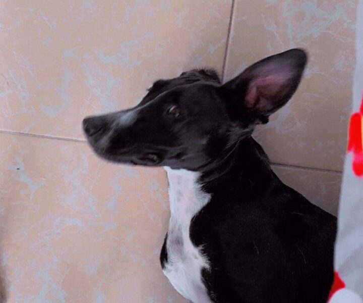 NALA