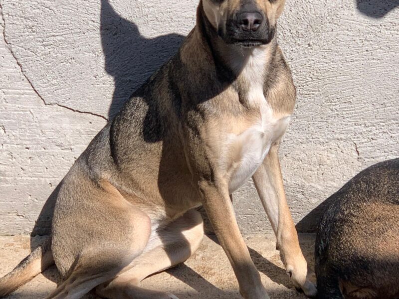 CANELA