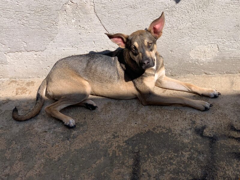 CANELA