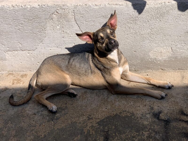 CANELA