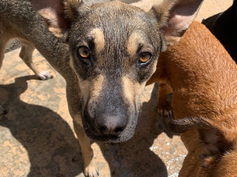 CANELA