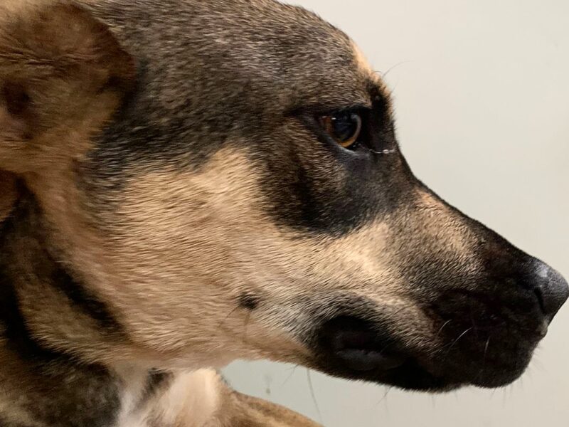CANELA