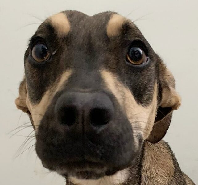 CANELA