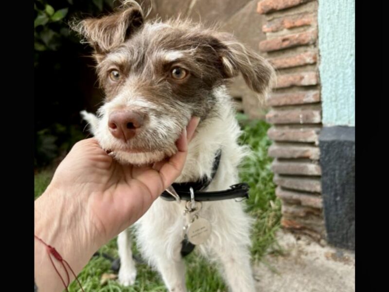 CANELA