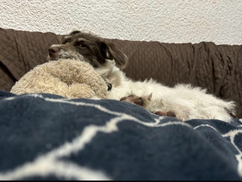 CANELA