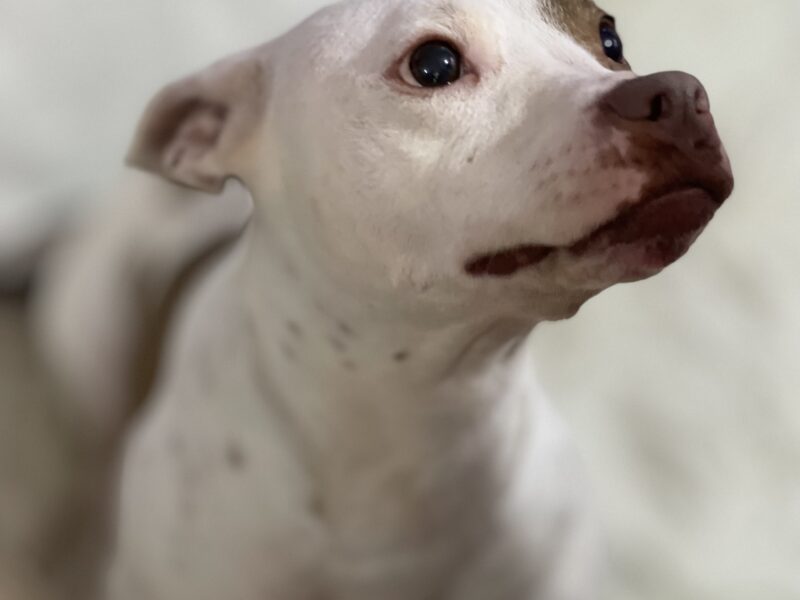 MACHA