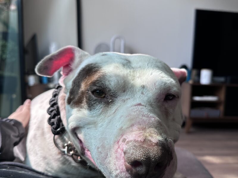 TOBY