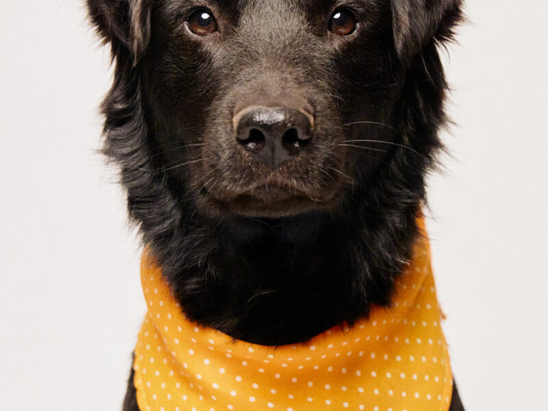 MILO