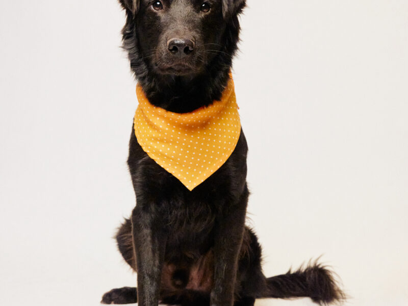 MILO