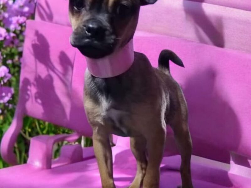 SOFI
