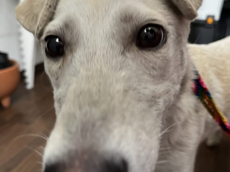 PEPITA