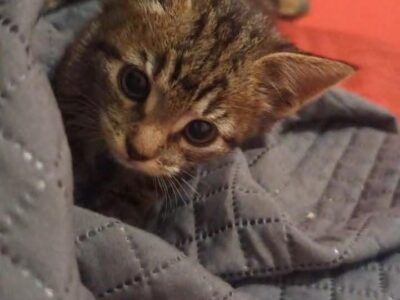 KITTY