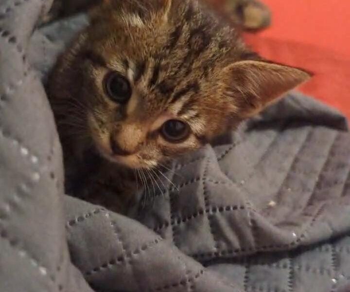 KITTY