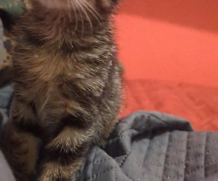 KITTY