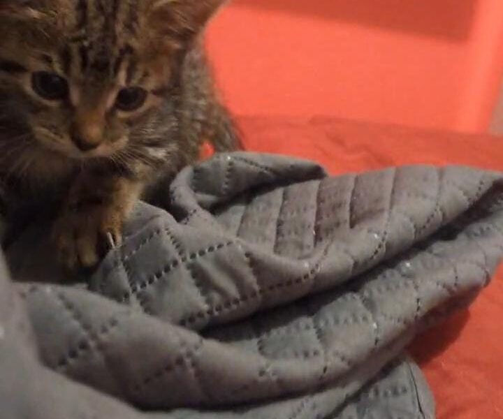 KITTY