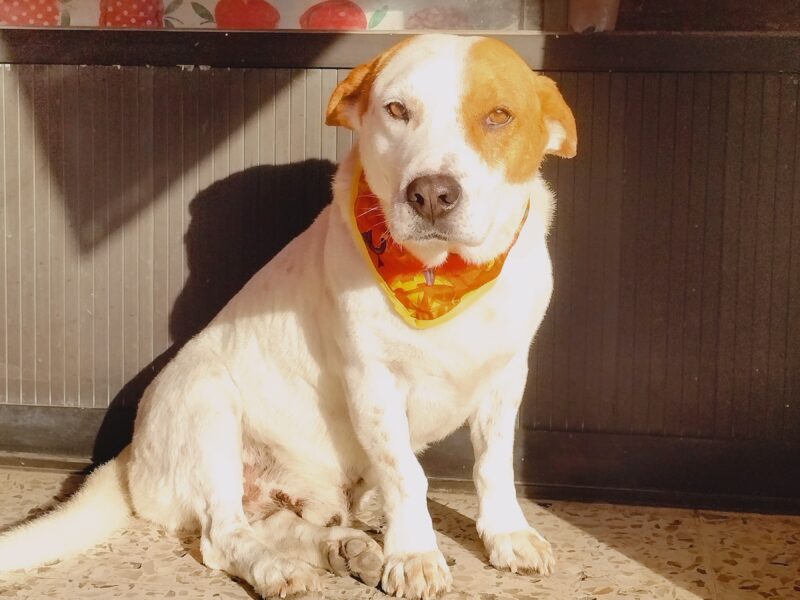 PANCHO