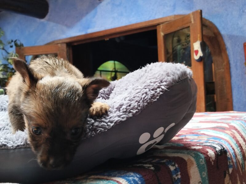 MUFFIN