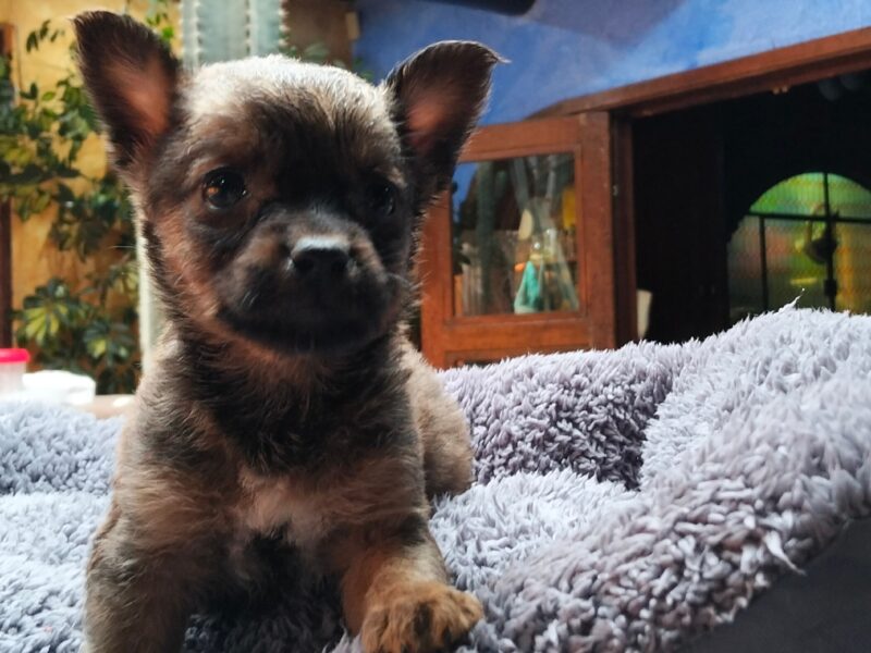 MUFFIN