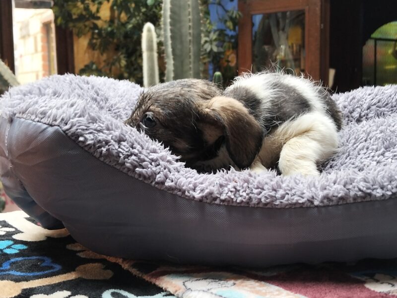 MIA