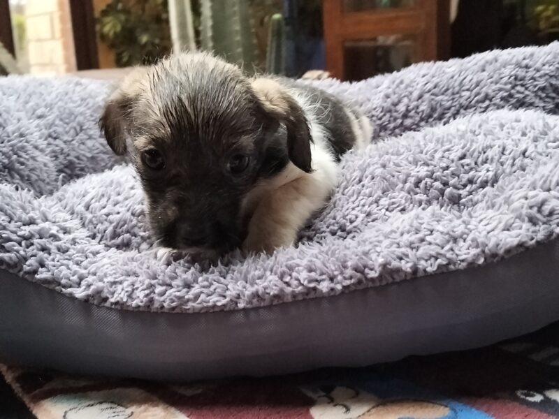 MIA