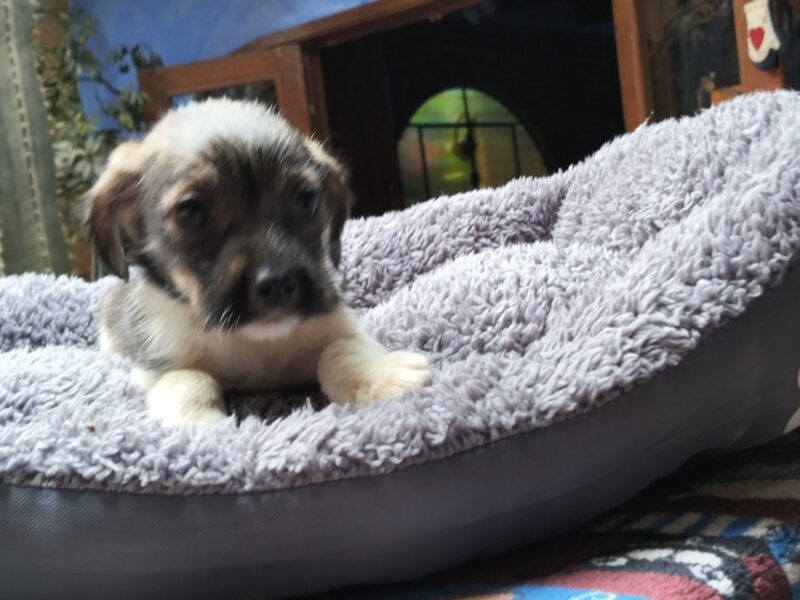 MIA