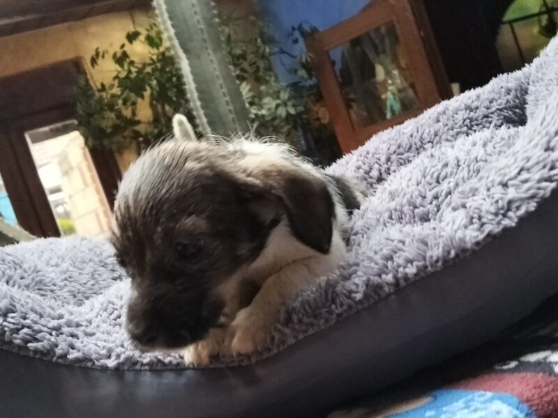 MIA