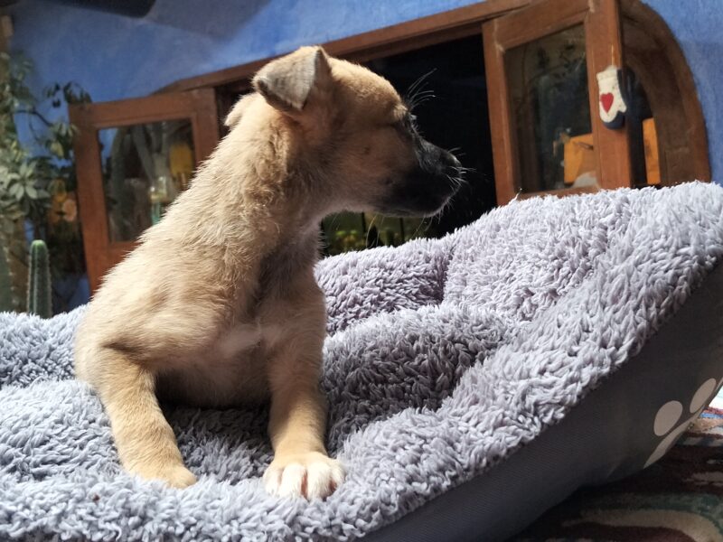 MAYA