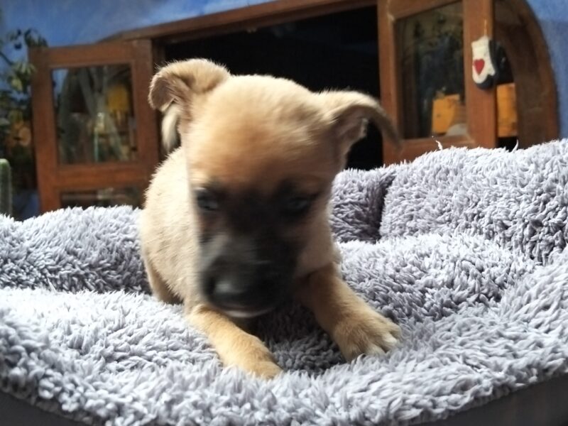 MAYA