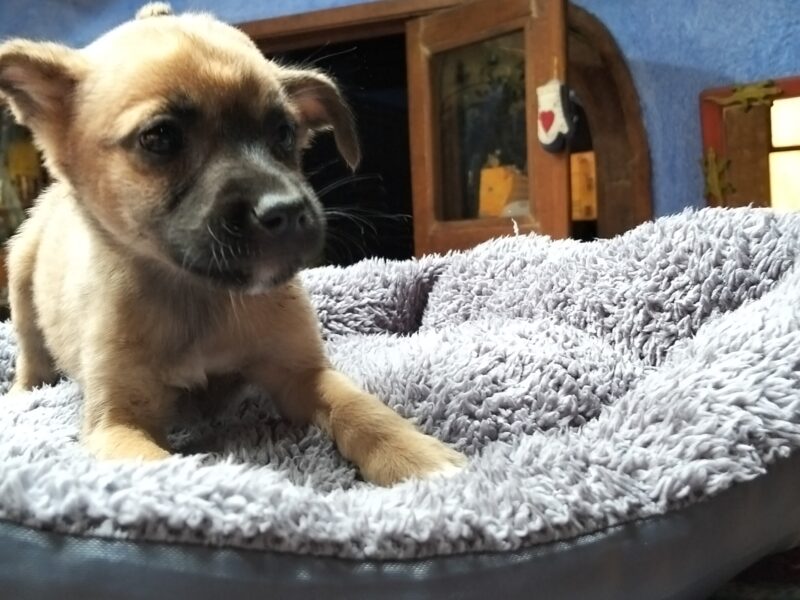 MAYA
